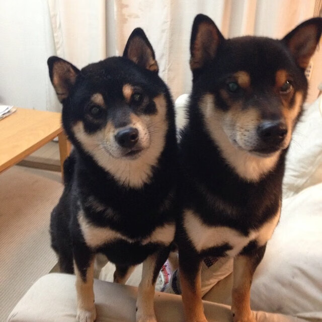 _掘金稳步前行,攻击防守俱佳_,掘金队最新消息