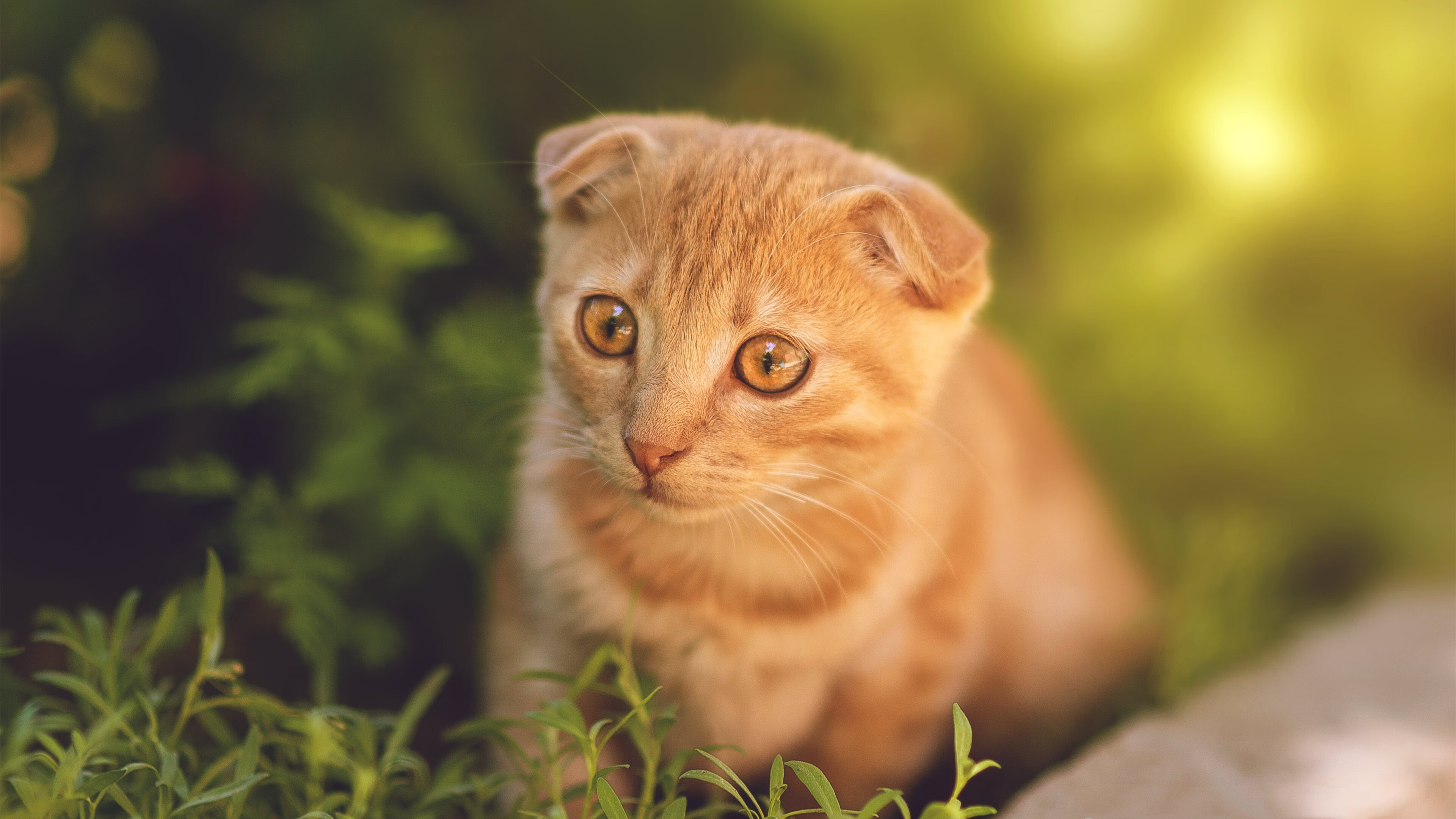 _掘金稳步前行,攻击防守俱佳_,掘金队最新消息