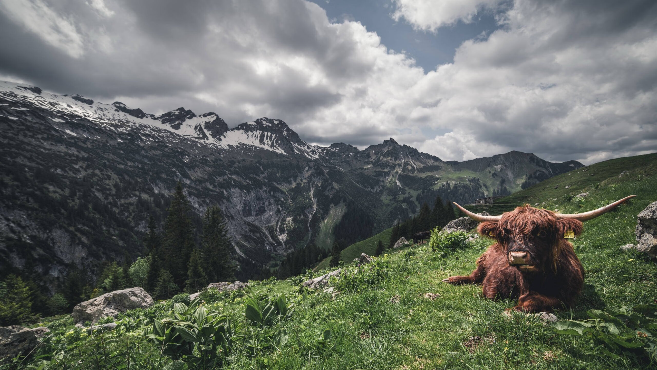 “高海拔冲刺:雪山赛段的极限考验”,雪山海拔排名
