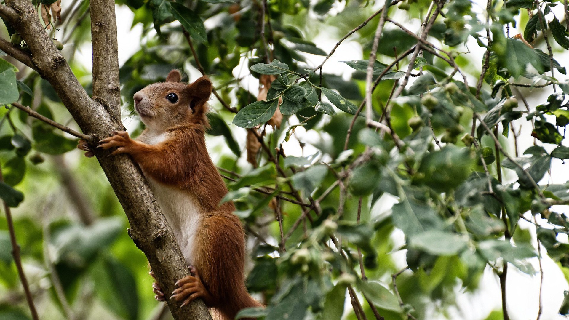 《Dota 2荣耀逆转,奇迹不断刷新纪录》,dota2荣誉