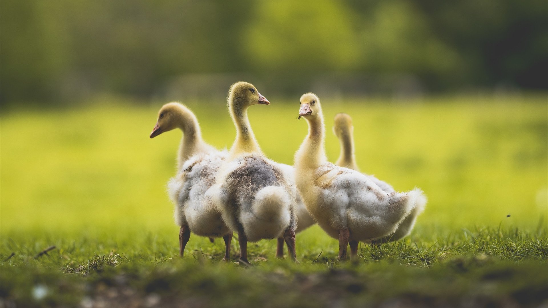 九游（jiuyou.com）游戏-传统纸风筝趣味赛，文化与运动的完美融合，纸风筝制作教程