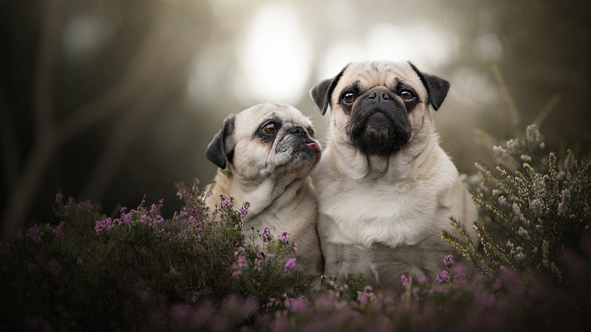 坦克世界“终极坦克战役”预选赛火热进行中