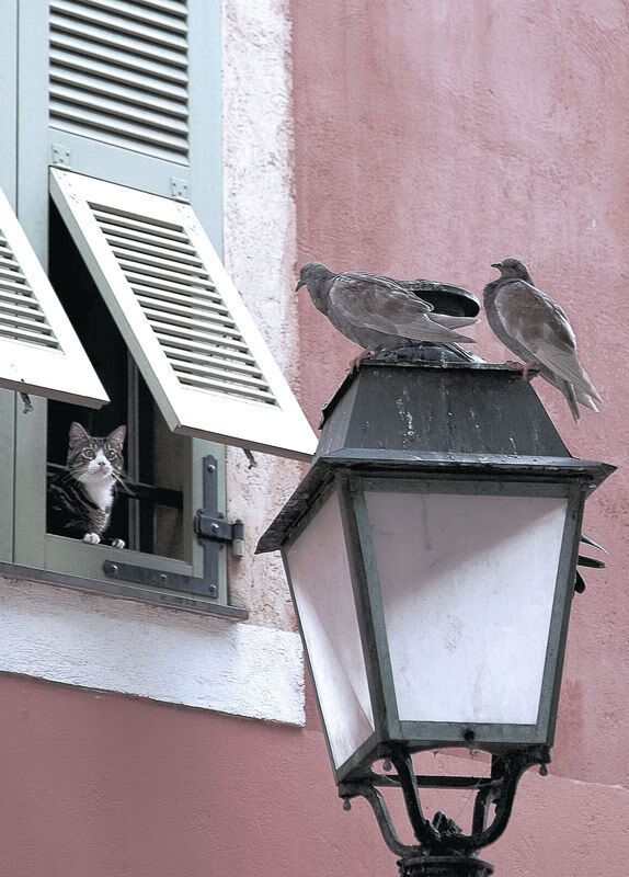 九游网页版官网入口-小城特色滑板街舞秀，青春在街头飞扬，滑板滑街