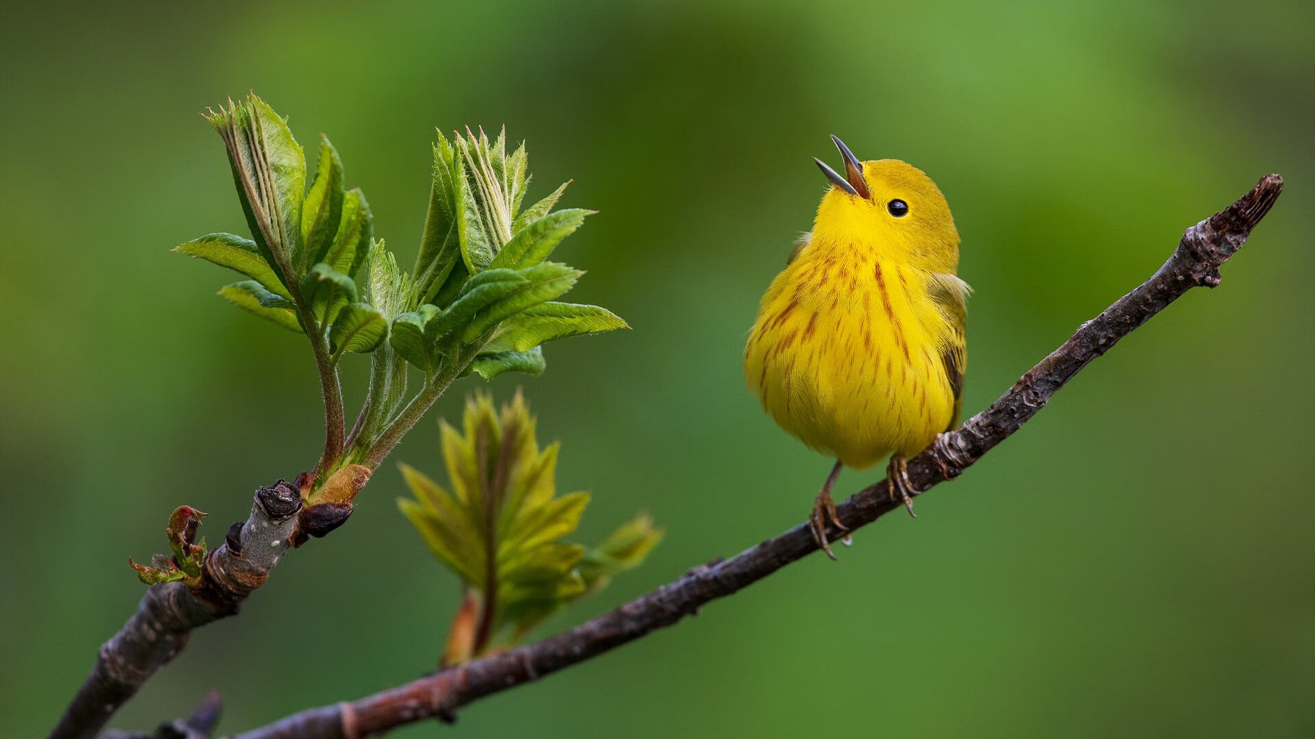 未来之星:新秀投篮精准率持续刷新纪录,未来nba新秀