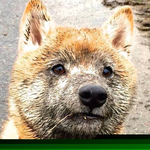 英超裁判团体加强交流,提高判罚一致性,2021赛季英超裁判