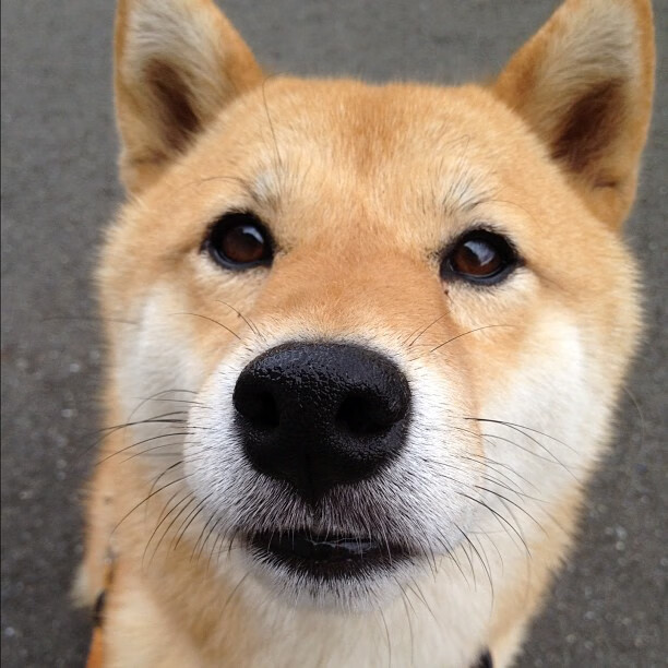 九游娱乐APP-AC米兰再遇困境，备战重要比赛，ac米兰v