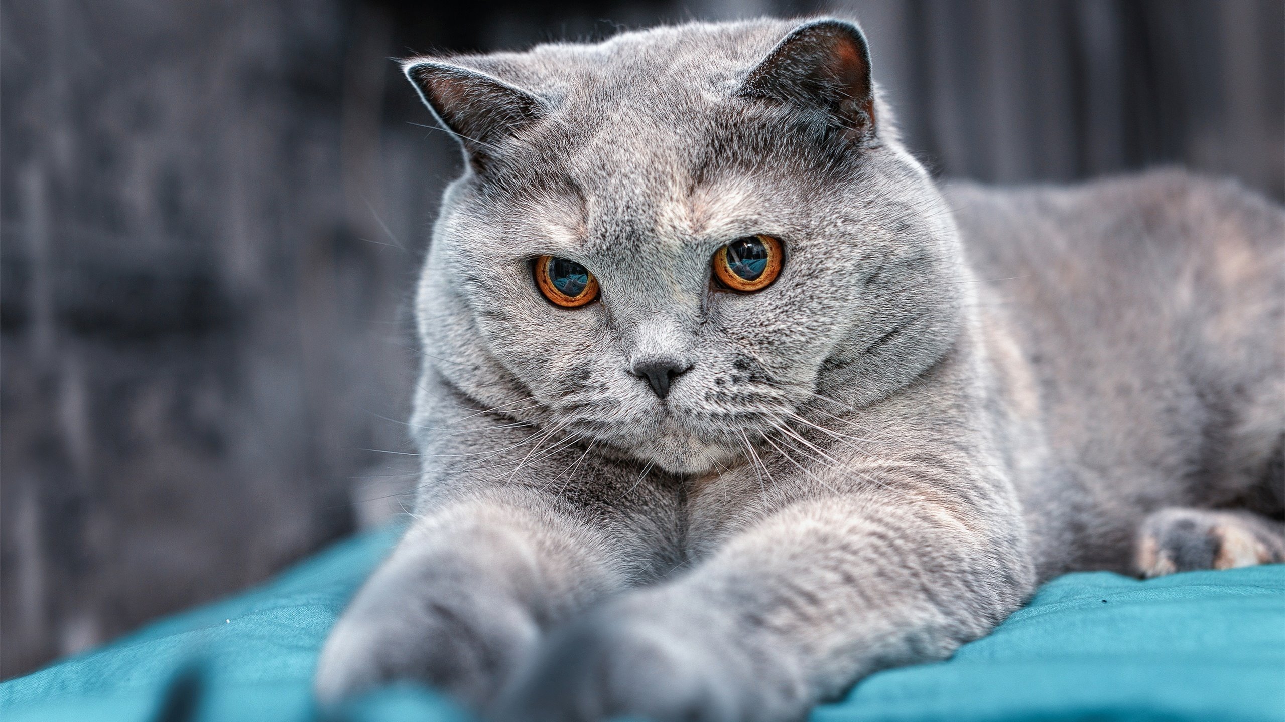 云达不莱梅惨败收场,连续输球难振士气,云达不莱梅vs美因茨