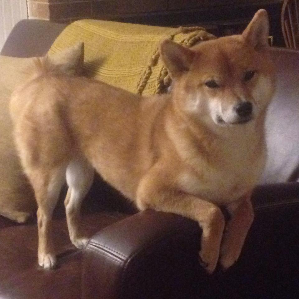 切尔西女足参加慈善比赛公益活动,切尔西女足队员名单