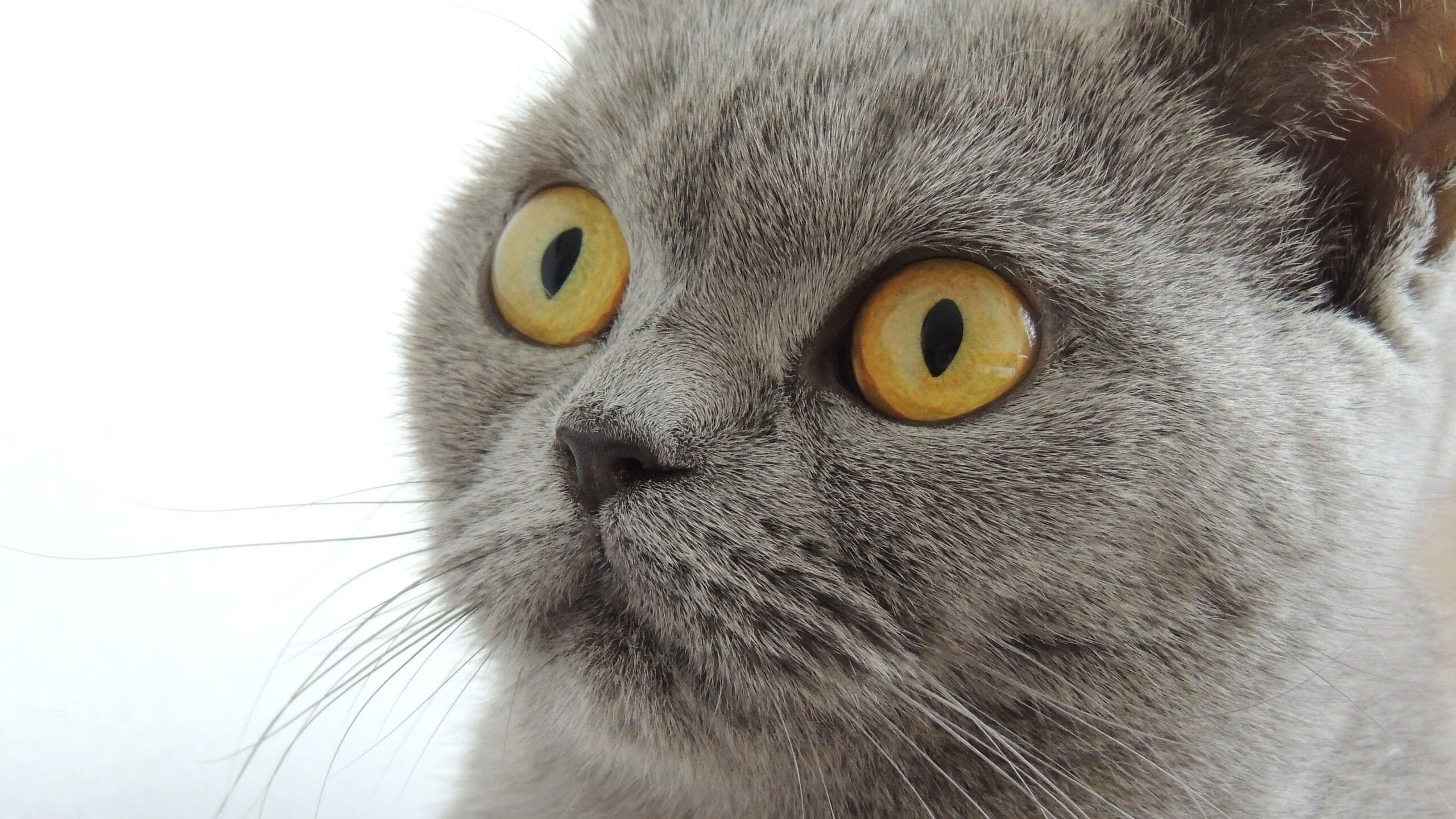 九游9游-切尔西战平对手，欧冠半决赛生死战将拉开帷幕！，切尔西欧冠半决赛首发