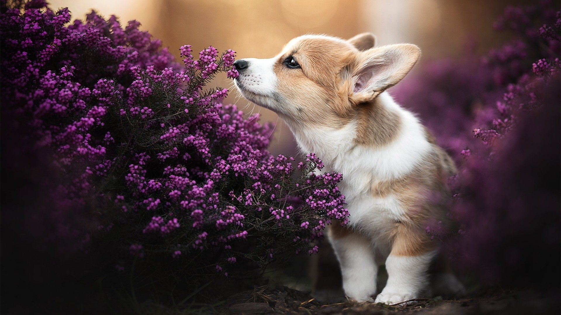 九游娱乐(jiuyou)官方网站-巴黎主场大胜皇马，成功晋级半决赛！，巴黎对皇马