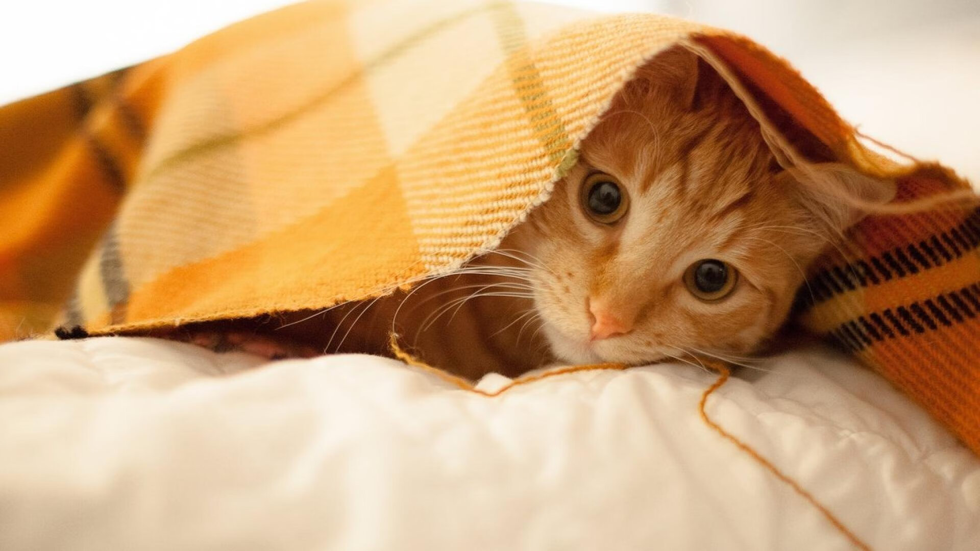 九游网-意甲赛场上一场令人难忘的胜利之夜，意甲连胜