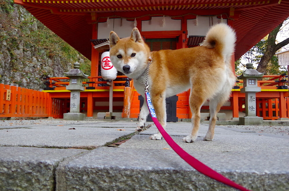 抢眼突围:湖北战队迎来逆袭胜利