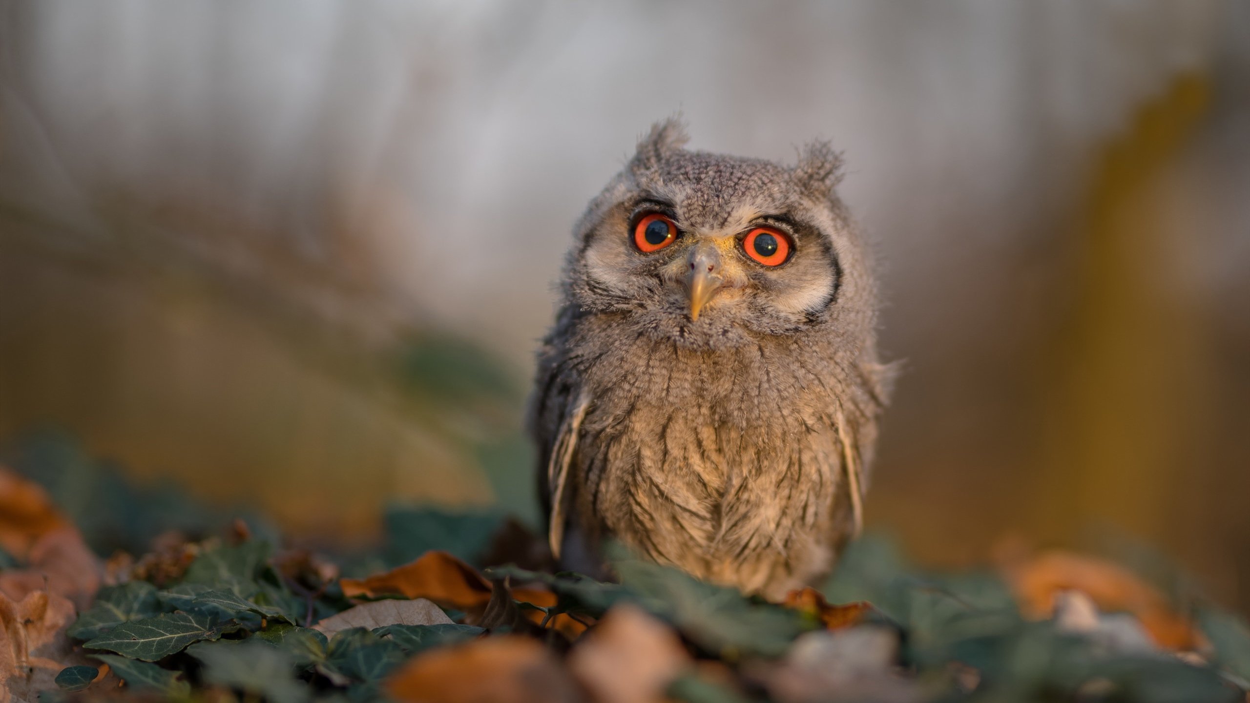 Jiuyou-横滨水手主场大胜对手，横滨水手今天比赛