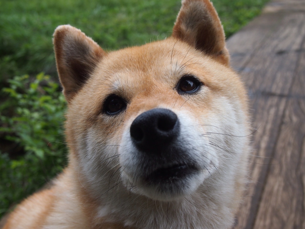 JiuyouAPP下载-欧洲足坛的风起云涌，哪支球队将问鼎巅峰？，欧洲十大足球队