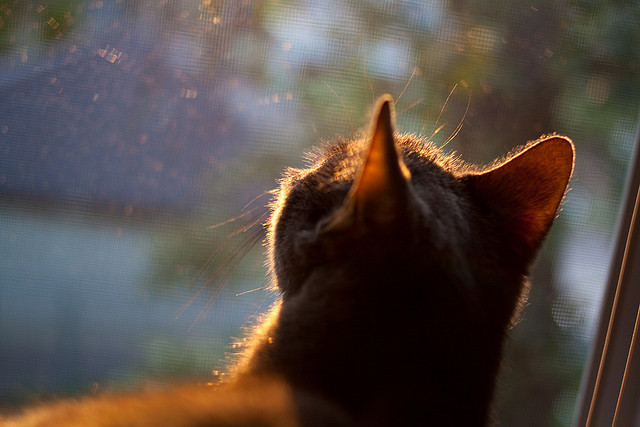 香槟队外线火力全开,横扫对手轻松取胜,香槟nba