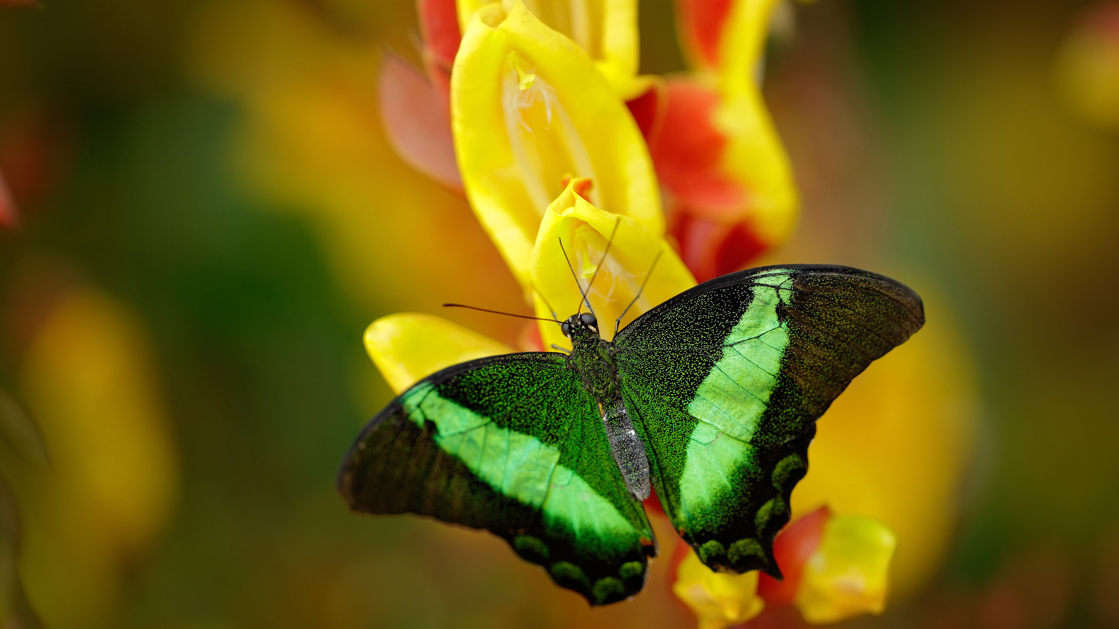 如何打造超级球星:科班出身还是天赋异禀?,球员科科