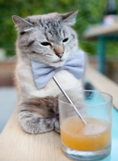 赛季最惊喜表现:意料之外的黑马队伍突围,lol黑马战队