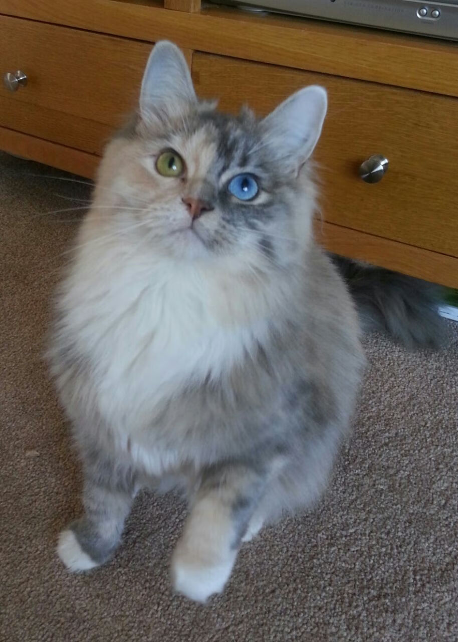 青少年体质健康评价模型优化与地域适配研究,青少年体质健康数据管理系统