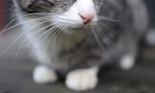 中国男篮备战世界杯状态良好，中国男篮备战世界杯状态良好的原因