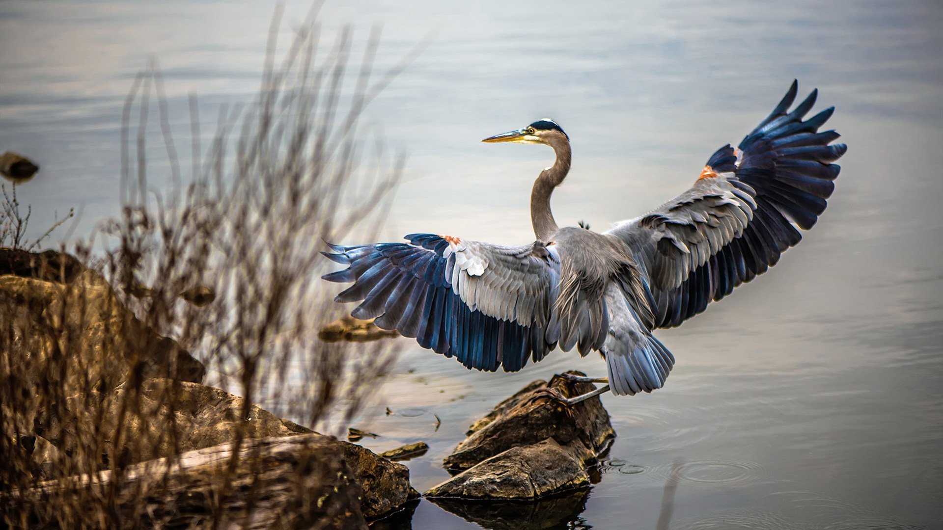 勒沃库森门将状态出色屡次救险,勒沃库森吧
