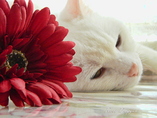 “诺克·达维德·彼得森的强力进攻,助南非队胜利在望”