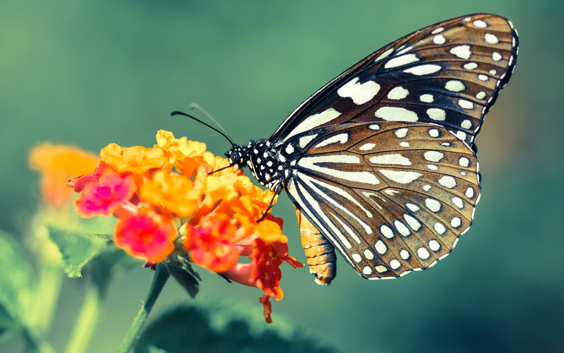 吉尔吉斯斯坦男篮在国际友谊赛中崭露头角,期待突破
