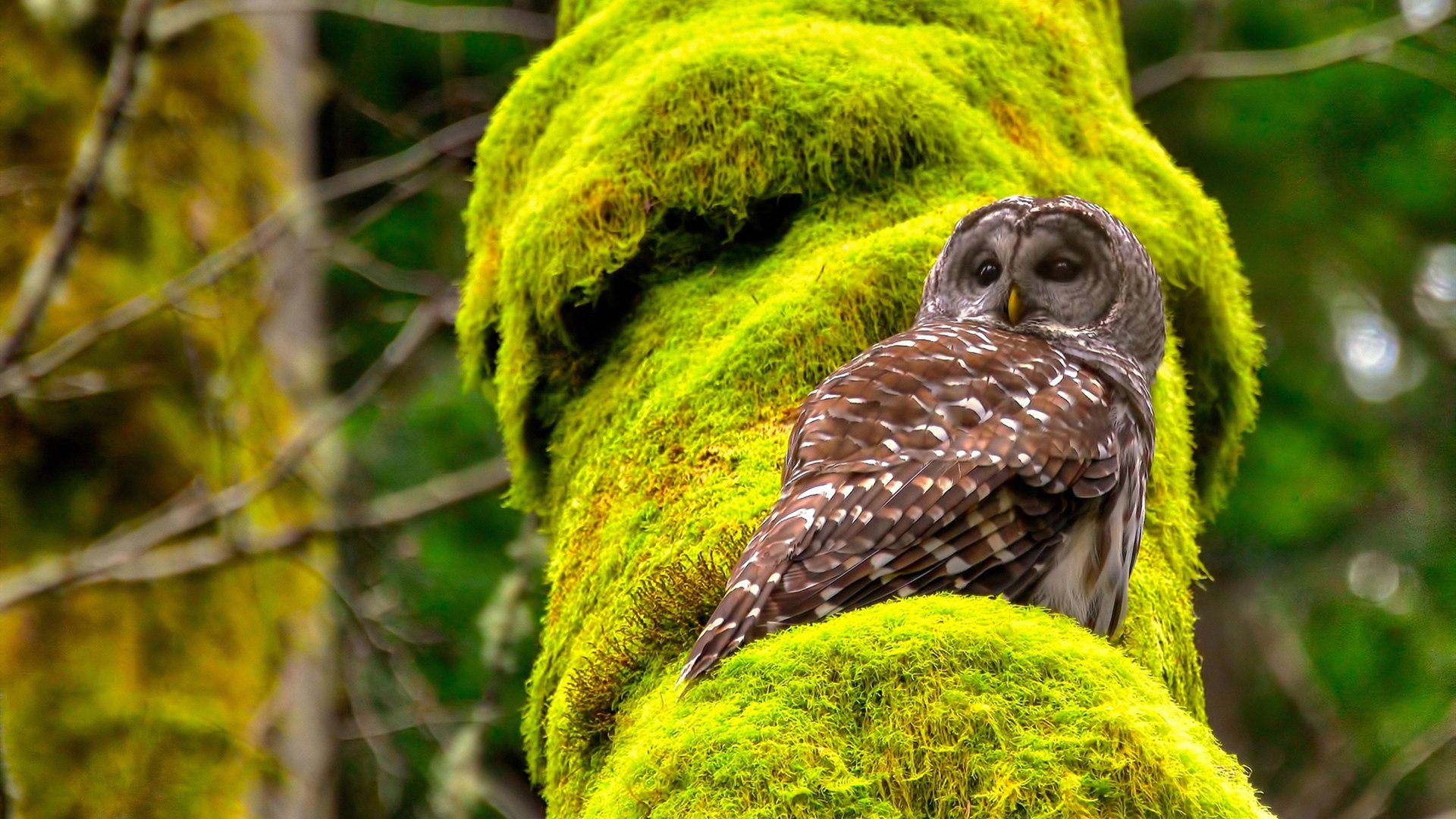 王宗源突破极限挑战自我,王宗源第五跳