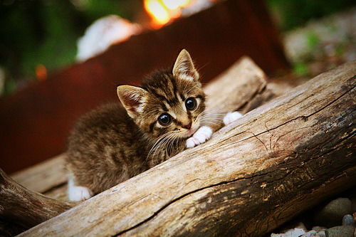 维尔·冯·威克:出色的冲撞能力,让南非队攻势如洪水猛兽,维克多冯华尔兹