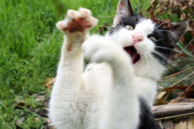 九游9游-里根·史密斯蝶泳表现助力团队荣誉，里斯史密斯